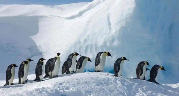 优配配件助手 深度科普：动物界没有任何贞操观，为何人类把贞操观看得这么重？